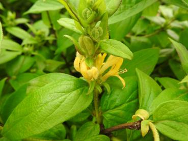 Lonicera vesicaria