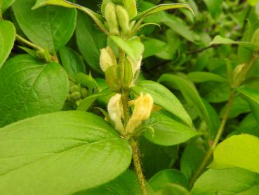 Lonicera vesicaria