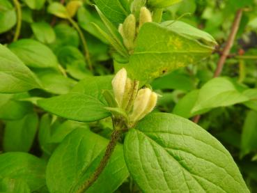 Lonicera vesicaria