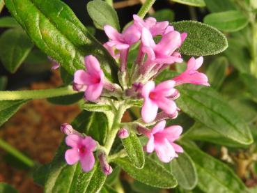 Violettblühender Buddleja alternifolia Unique