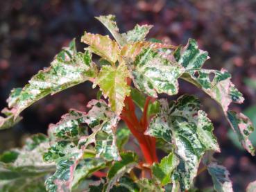 Rote Triebe des Acer conspicuus Silver Cardinale