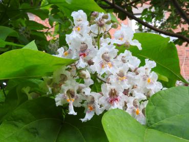 Gelbgerandeter Trompetenbaum, Catalpa bignonioides Variegata