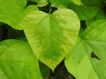 Catalpa bignonioides Variegata mit unregelmäßig, gelbgerandeten Laub