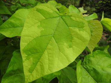 Interessantes Laub bei Catalpa bignonioides Variegata (Gelbgerandeter Trompetenbaum)