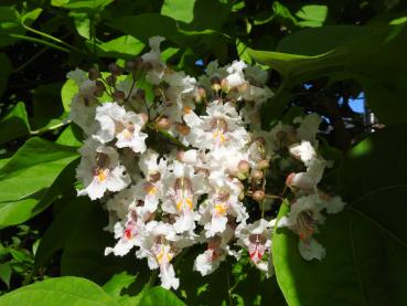 Gelbgerandeter Trompetenbaum, Catalpa bignonioides Variegata