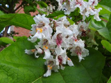 Gelbgerandeter Trompetenbaum, Catalpa bignonioides Variegata