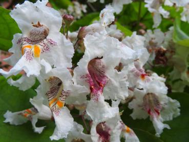 Gelbgerandeter Trompetenbaum, Catalpa bignonioides Variegata