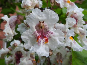 Gelbgerandeter Trompetenbaum, Catalpa bignonioides Variegata