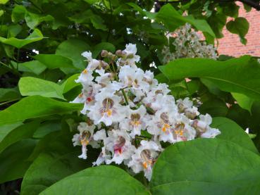 Gelbgerandeter Trompetenbaum, Catalpa bignonioides Variegata