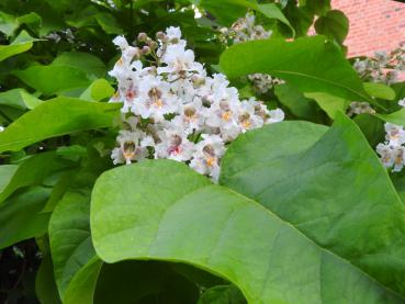 Gelbgerandeter Trompetenbaum, Catalpa bignonioides Variegata