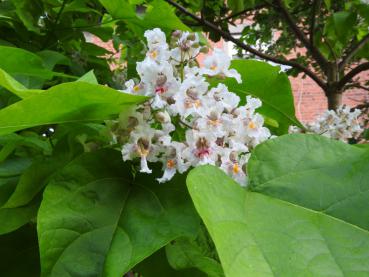 Gelbgerandeter Trompetenbaum, Catalpa bignonioides Variegata