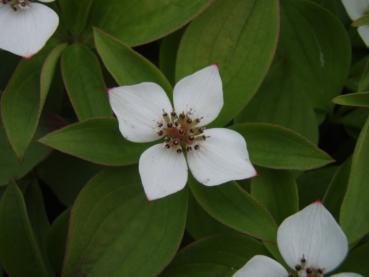 Cornus canadensis