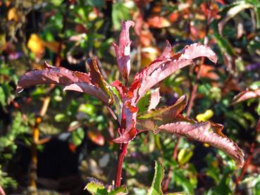 Malus transitoria, prydnadsapel, vildapel