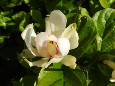 Calycanthus Venus, Trädgårdskryddbuske Venus, Hårig kryddbuske