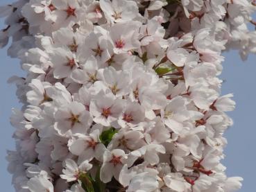 Die üppige weiße Blüte der Tokyo-Kirsche