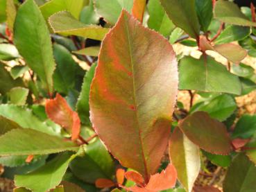 Orangegrünes Sommerlaub von Photinia fraseri Little Red Robin