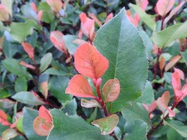 Roter Austrieb der Roten Glanzmispel Little Red Robin