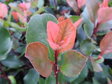 Die Rote Glanzmispel Little Red Robin bringt Farbe in den Garten.