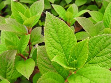 Vipphortensia Little Quick Fire, Hydrangea paniculata Little Quick Fire