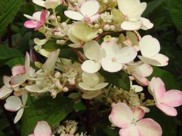 Vipphortensia Little Quick Fire, Hydrangea paniculata Little Quick Fire