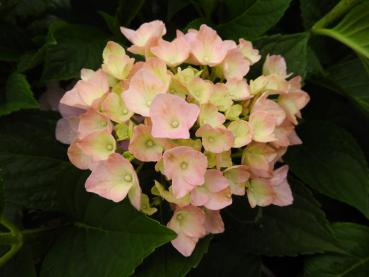 Storbladig hortensia Belle Seduction®, Hydrangea macrophylla Belle Seduction®
