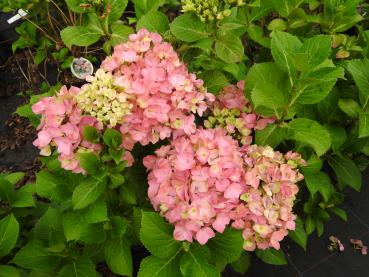 Trädgårdshortensia Belle Seduction®, Hydrangea macrophylla Belle Seduction®