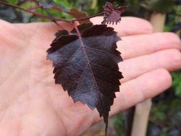 Dunkelroter Austrieb - Betula pendula Royal Frost