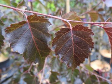 Die roten Blätter der Blutbirke Royal Frost bilden einen schönen Kontrast zum weißen Stamm.
