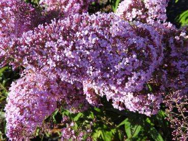 Lange lila Blütenrispen des Sommerflieders Gulliver