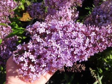 Schmetterlingsflieder Gulliver - violette Blüten mit orangen Augen