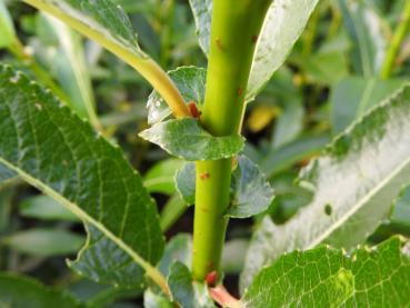 Blattsprosse der Kahlen Weide