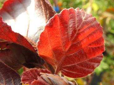 Die Blutbuche Atropunicea hat schöne rote Blätter.
