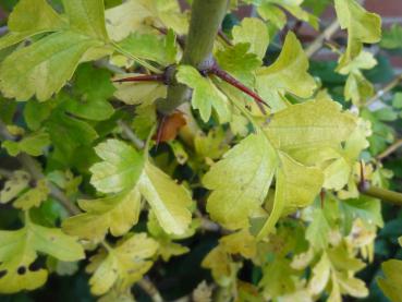 Gelbes Herbstlaub des Weißdorn Xanthoclada