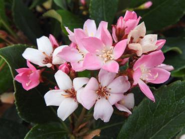 Rhaphiolepis umbellata Springtime