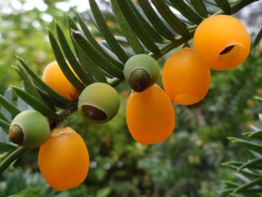Die orangen Beeren der Eibe Fructo-Lutea