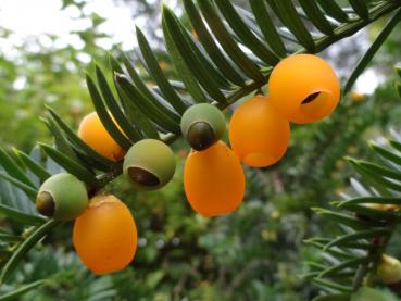 Die Eibe Fructo-Lutea trägt orangene Früchte im Herbst.