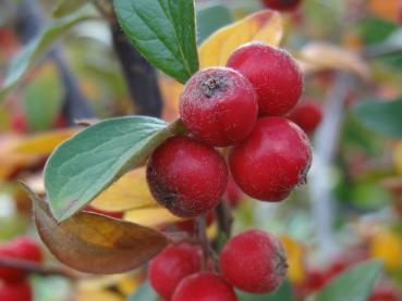 Begehrtes Vogelfutter: Die Beeren von Cotoneaster dielsianus