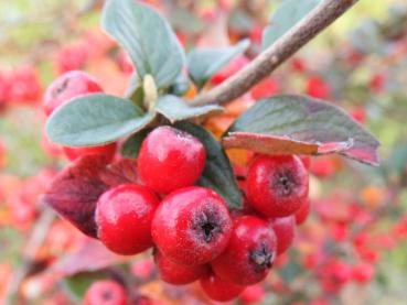 Cotoneaster dielsianus - Nahaufname der roten Früchte