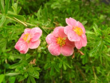 Potentilla fruticosa Pink Paradise, Ölandstok Pink Paradise