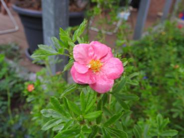 Potentilla fruticosa Pink Paradise, Ölandstok Pink Paradise