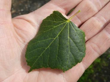 Tilia cordata Green Globe, Kugellinde