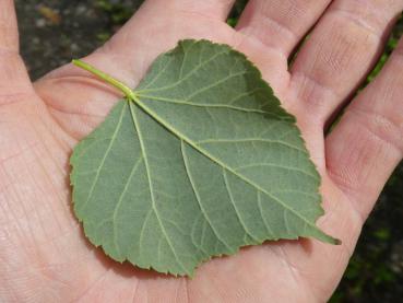 Tilia cordata Green Globe, Kugellinde