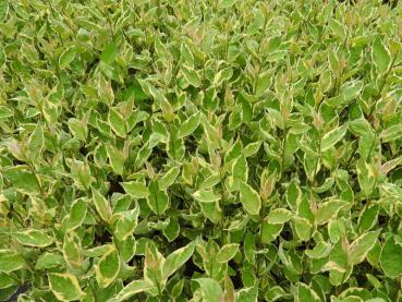 Cornus alba Cream Cracker