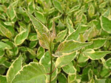 Cornus alba Cream Cracker