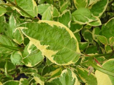 Cornus alba Cream Cracker