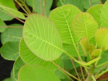 Cotinus coggygria Smokey Joe