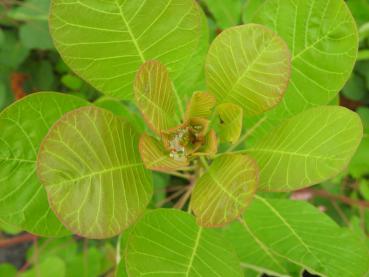 Cotinus coggygria Smokey Joe