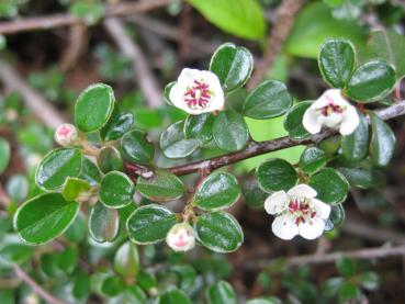 Cotoneaster microphyllus Cochleatus - Blüte