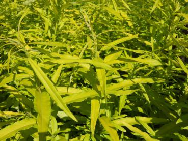 Gelbliche Blätter der Amur-Weide Golden Sunshine