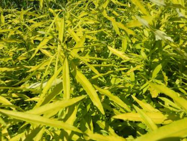 Gelblaubige Amur-Weide Golden Sunshine